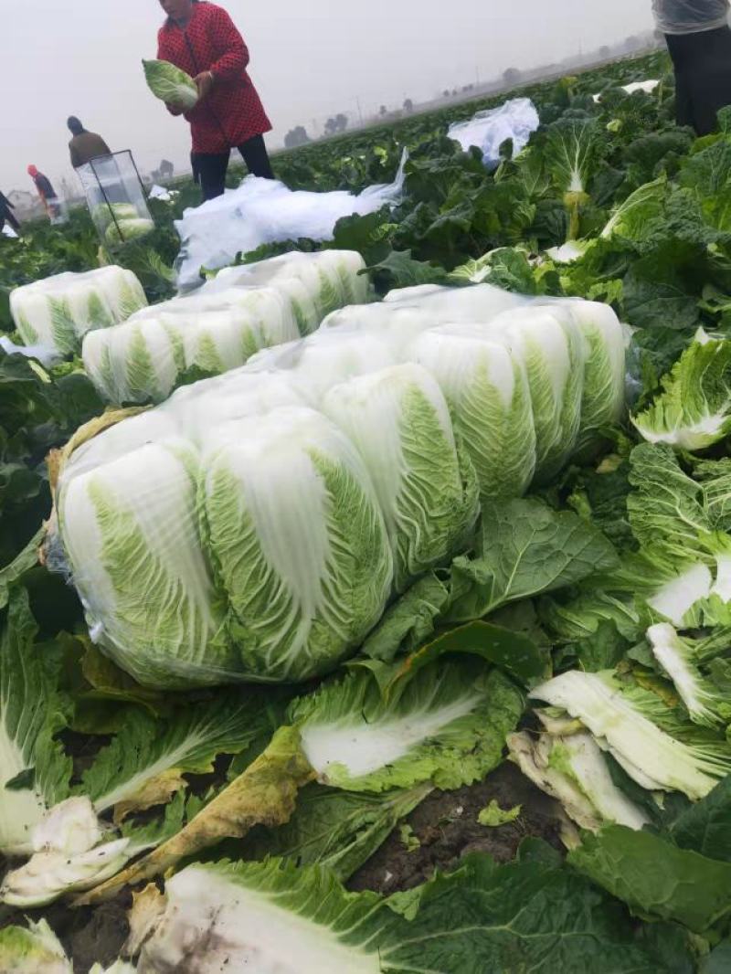 江苏优质白菜黄心大白菜大量上市欢迎新老客户前来选购