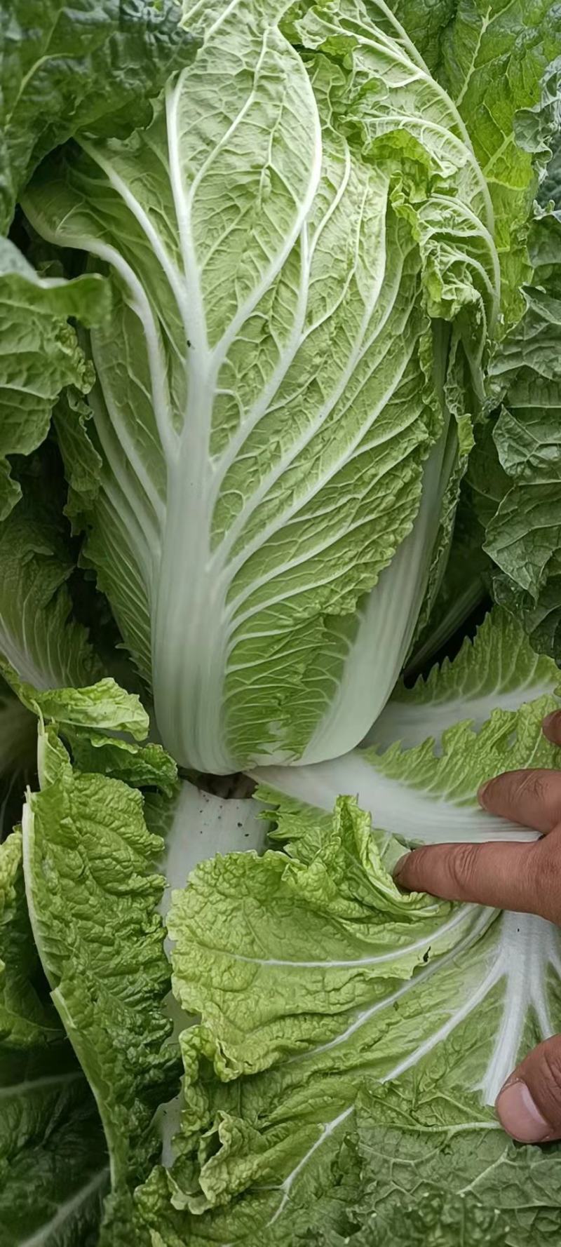 【实力】江苏优质白菜黄心大白菜大量上市欢迎来电洽谈