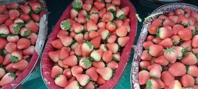草莓（宁玉）