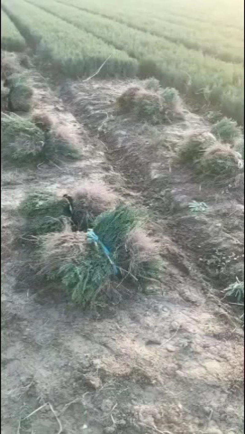 侧柏苗扁侧柏苗松柏树苗庭院绿化侧柏苗柏树绿化苗