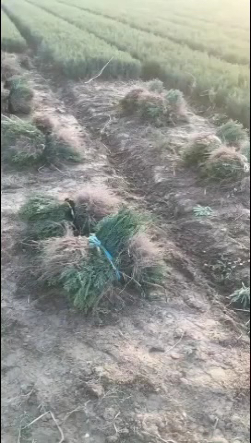侧柏苗扁侧柏苗松柏树苗庭院绿化侧柏苗柏树绿化苗