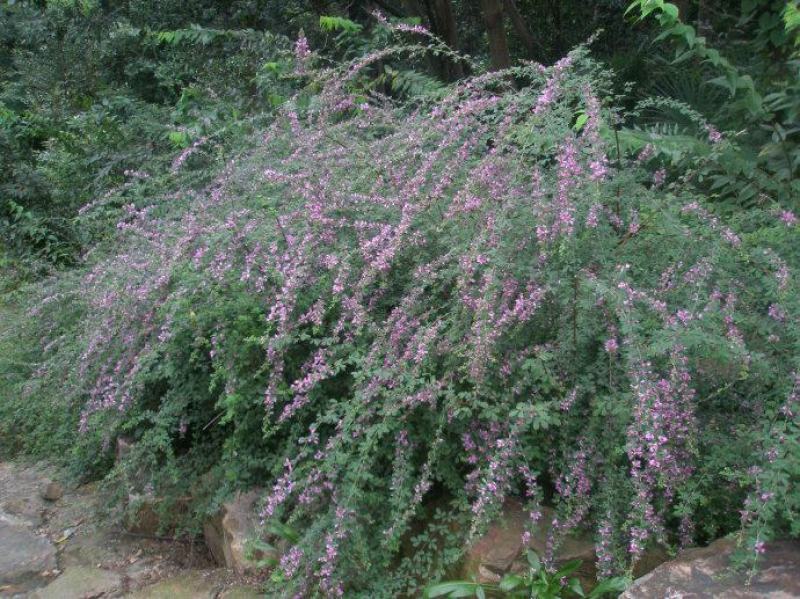 护坡灌木种子胡枝子紫穗槐多花木兰荆条猪屎豆刺槐银合欢种子