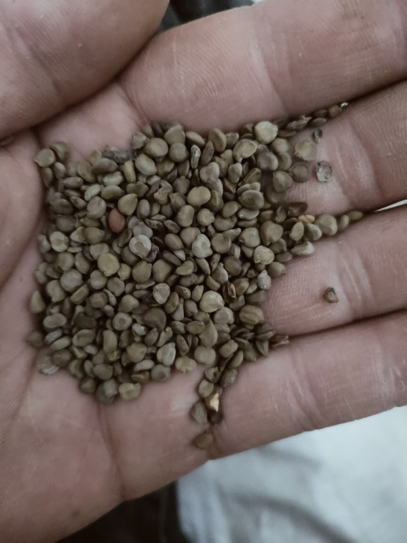 正品野生羊角豆冬葵子山绿豆假决明狗屎豆望江南