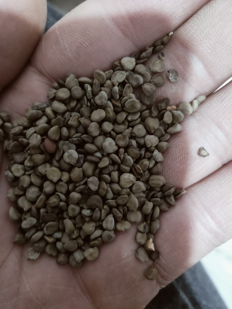 正品野生羊角豆冬葵子山绿豆假决明狗屎豆望江南