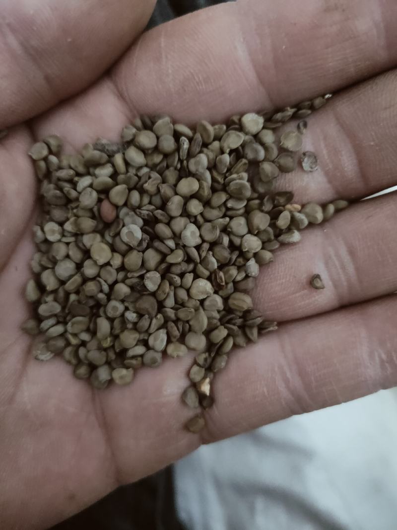 正品野生羊角豆冬葵子山绿豆假决明狗屎豆望江南
