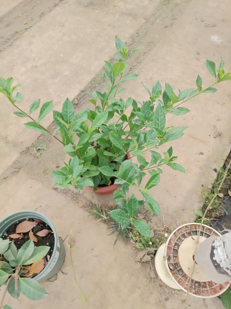 金路小苗，风车茉莉小苗，一盆三到四棵量大4元，多花素馨，
