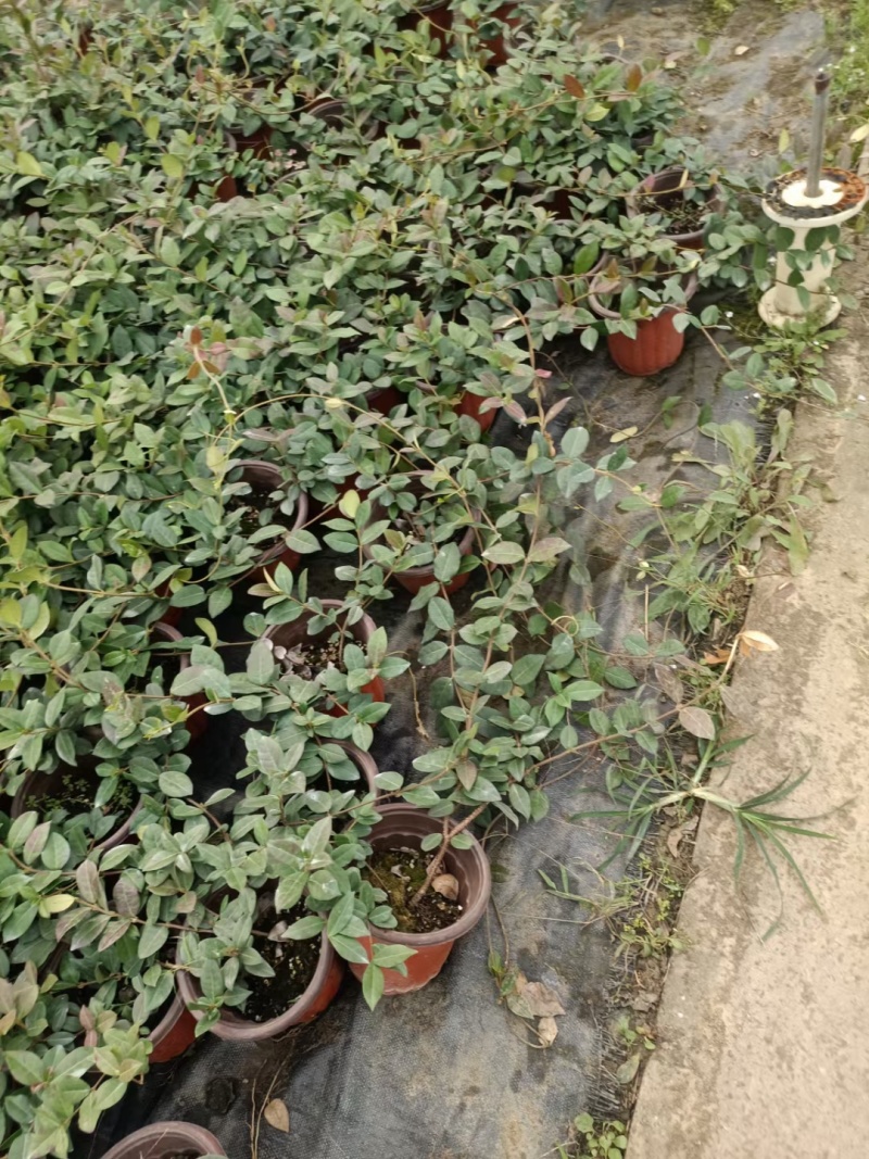 金路小苗，风车茉莉小苗，一盆三到四棵量大4元，多花素馨，