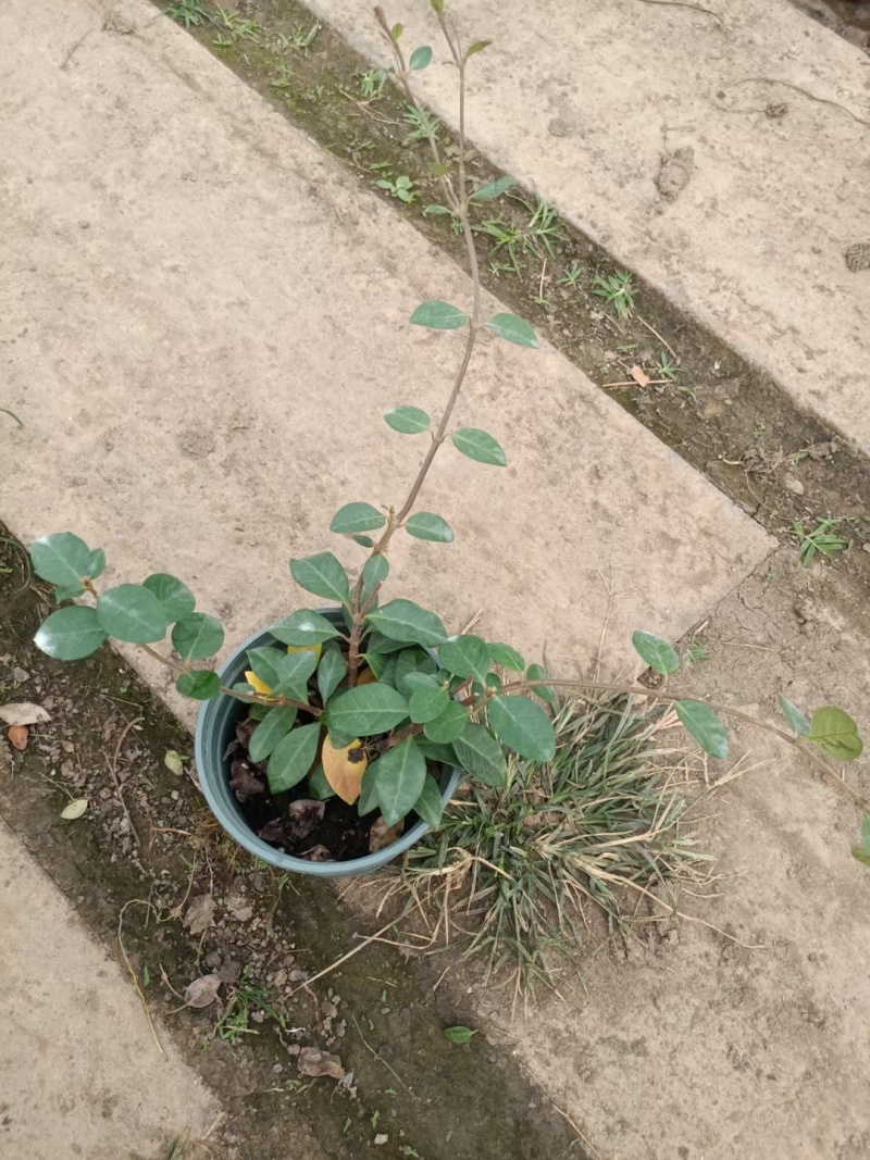 金路小苗，风车茉莉小苗，一盆三到四棵量大4元，多花素馨，