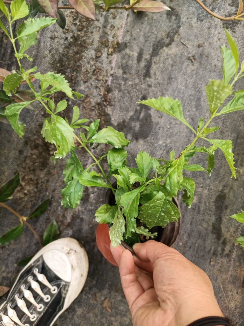 金路小苗，风车茉莉小苗，一盆三到四棵量大4元，多花素馨，