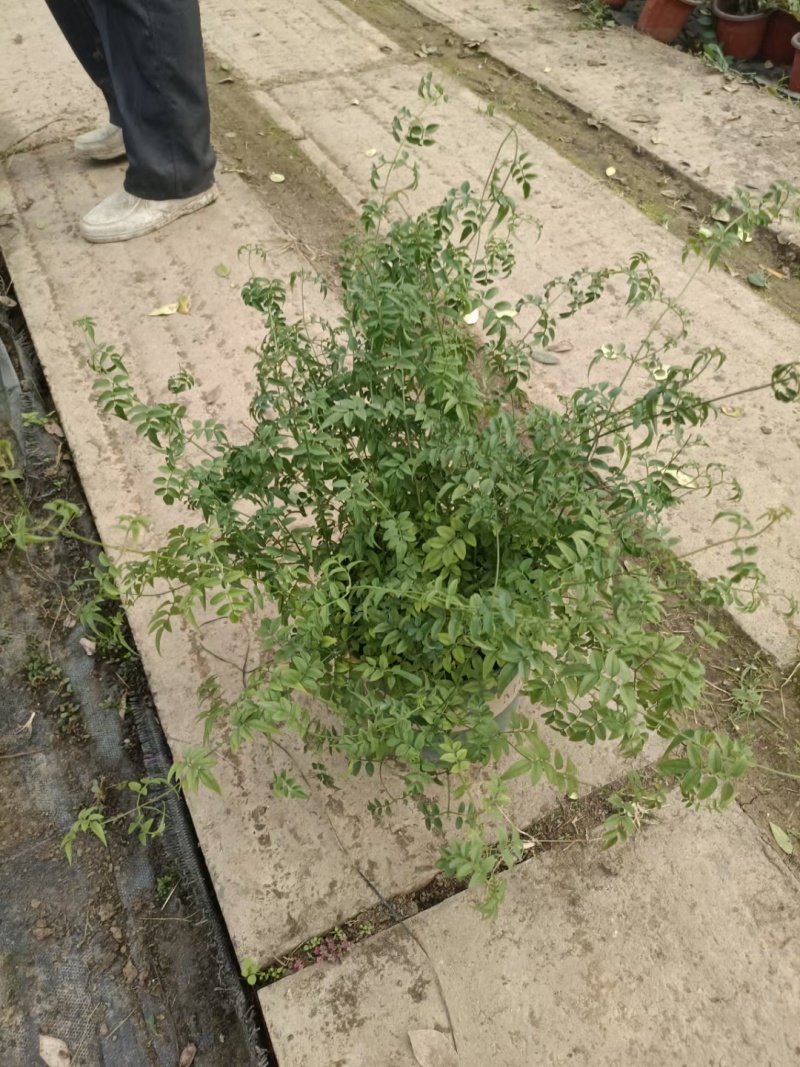 金路小苗，风车茉莉小苗，一盆三到四棵量大4元，多花素馨，