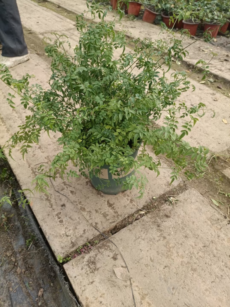 金路小苗，风车茉莉小苗，一盆三到四棵量大4元，多花素馨，