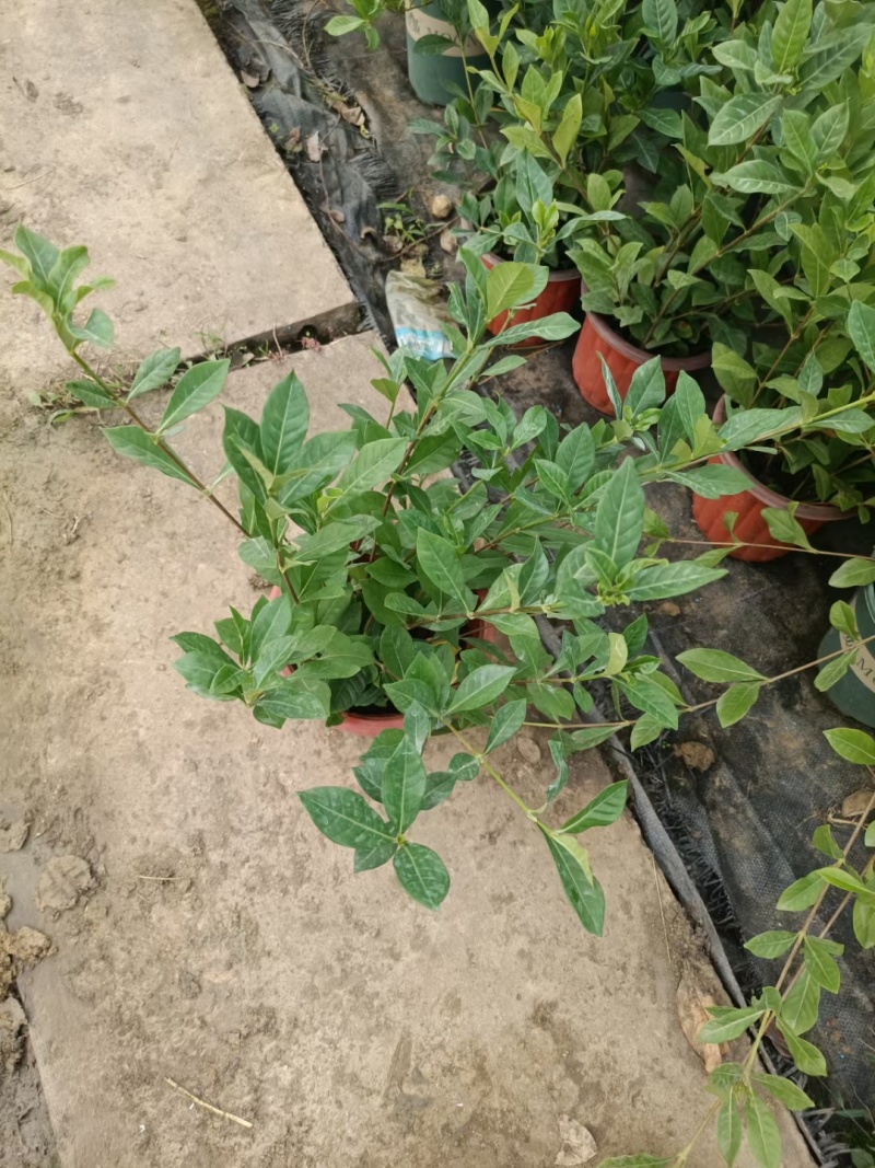 金路小苗，风车茉莉小苗，一盆三到四棵量大4元，多花素馨，