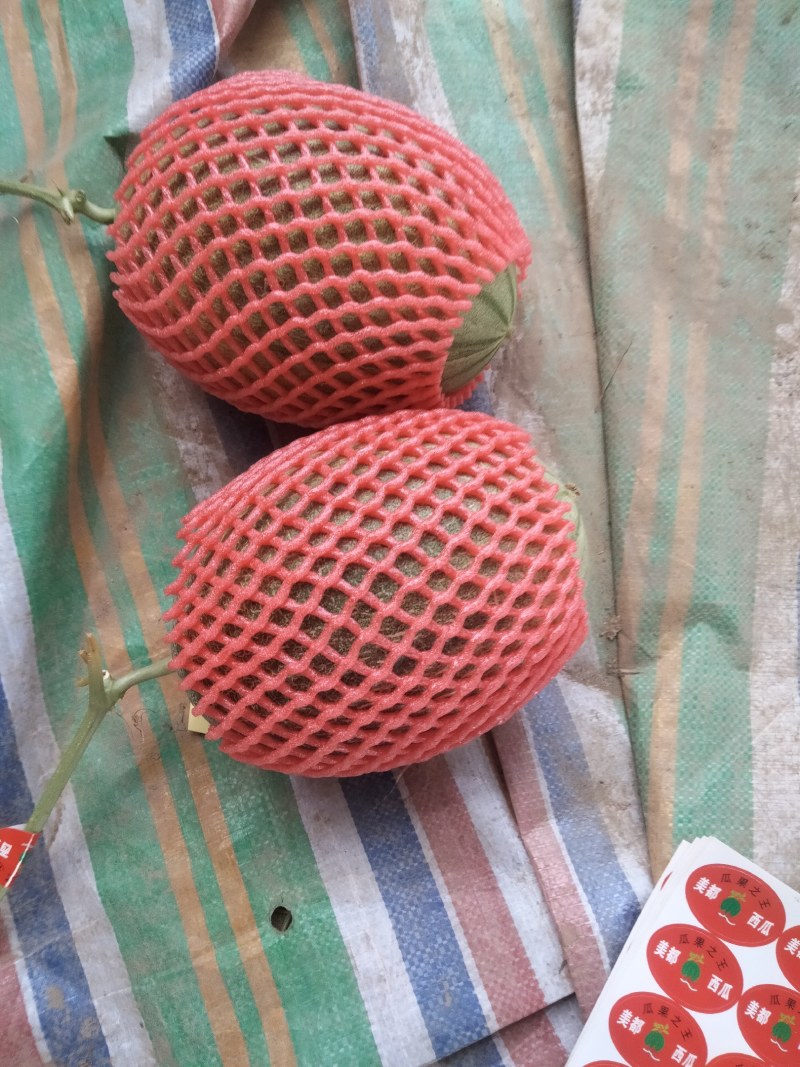 海南网纹瓜，西周蜜哈密瓜，含糖量高脆爽甘甜，基地直发全国