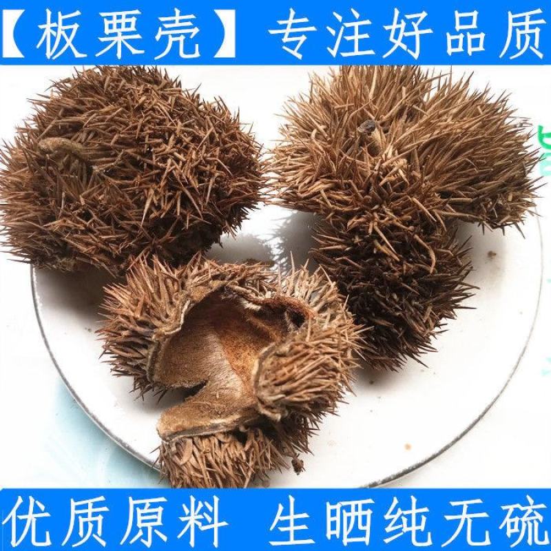 板栗壳冷背药材中药材板栗稀有品种全部带刺