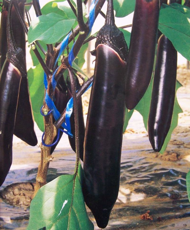 茄子种子优选种子早熟软肉黑紫色茄子四季口感好高产抗病包邮