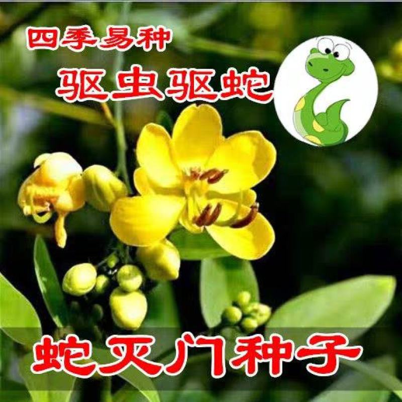 决明子种子中药材生决明子种籽草决明孑春季护坡灌木种子