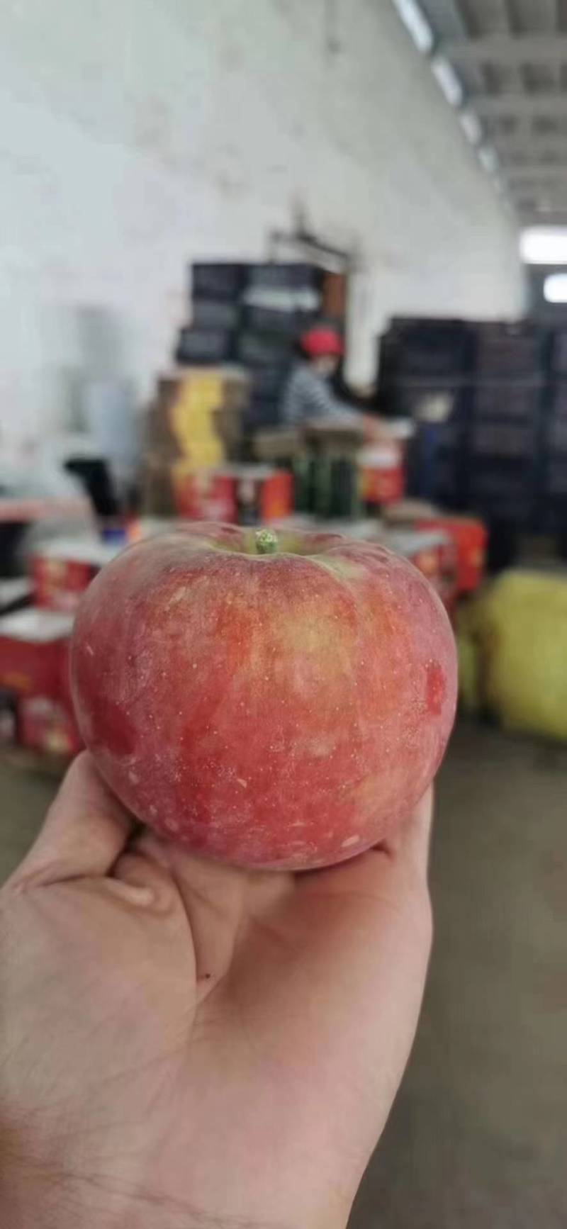 阿克苏苹果，霜降后的产物，冰糖一样的甜。