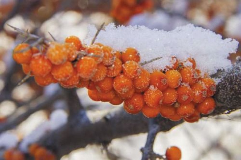 水果药材种子沙棘种子带刺植物沙枣醋柳黄酸刺酸刺