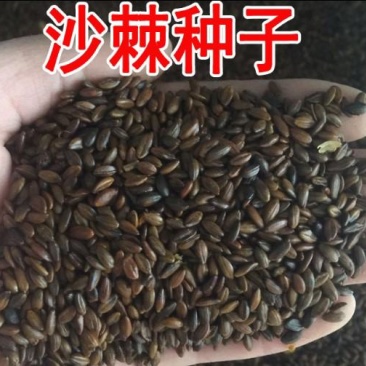 水果药材种子沙棘种子带刺植物沙枣醋柳黄酸刺酸刺