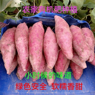 富硒西瓜红番薯连州市农家有机肥种植超甜红薯