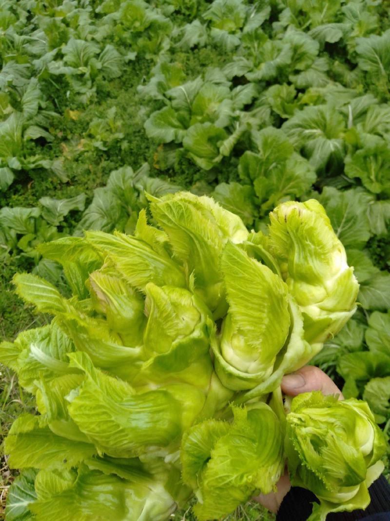 儿菜预售开始，还有一个星期，需要的联系