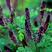 紫穗槐种子灌木护坡种籽多年生耐瘠耐水湿耐轻度盐碱土种子