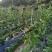富硒无渣粉葛连州市农家有机肥种植葛根新鲜