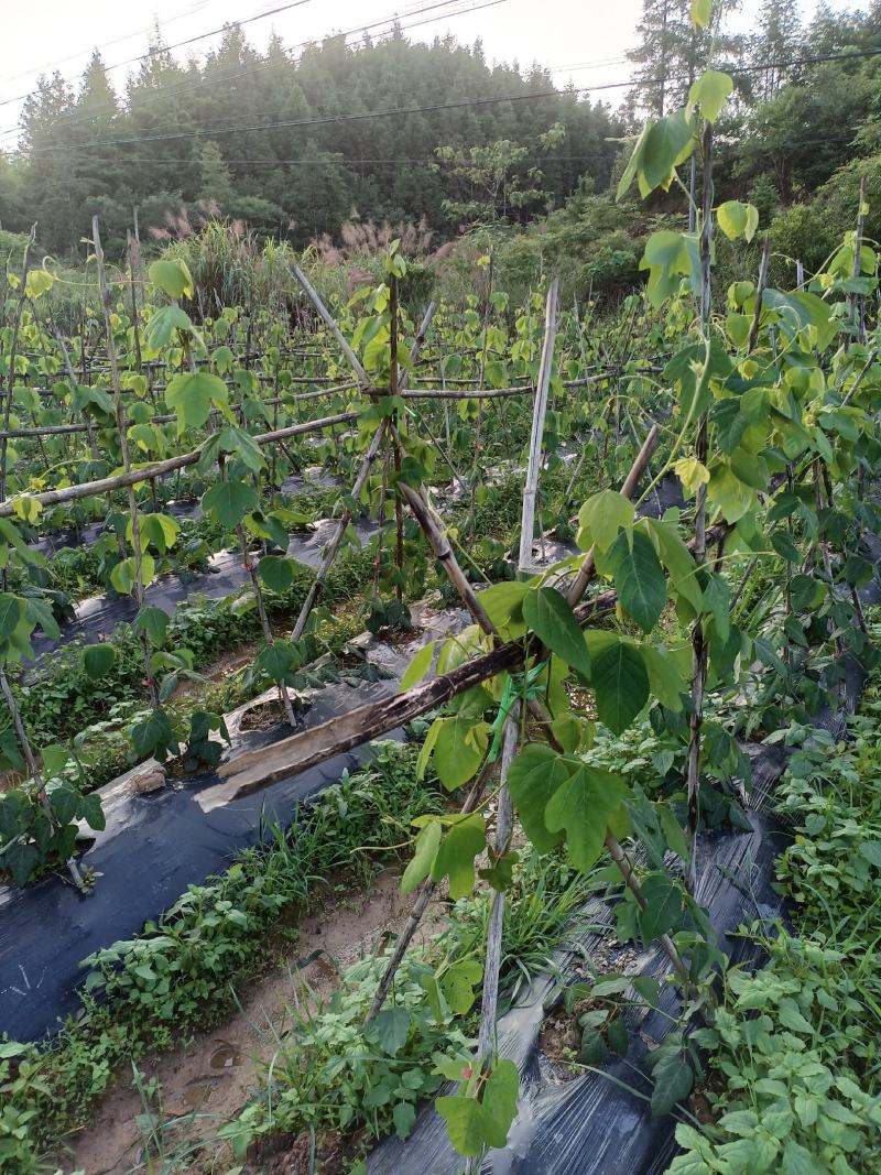 富硒无渣粉葛连州市农家有机肥种植葛根新鲜