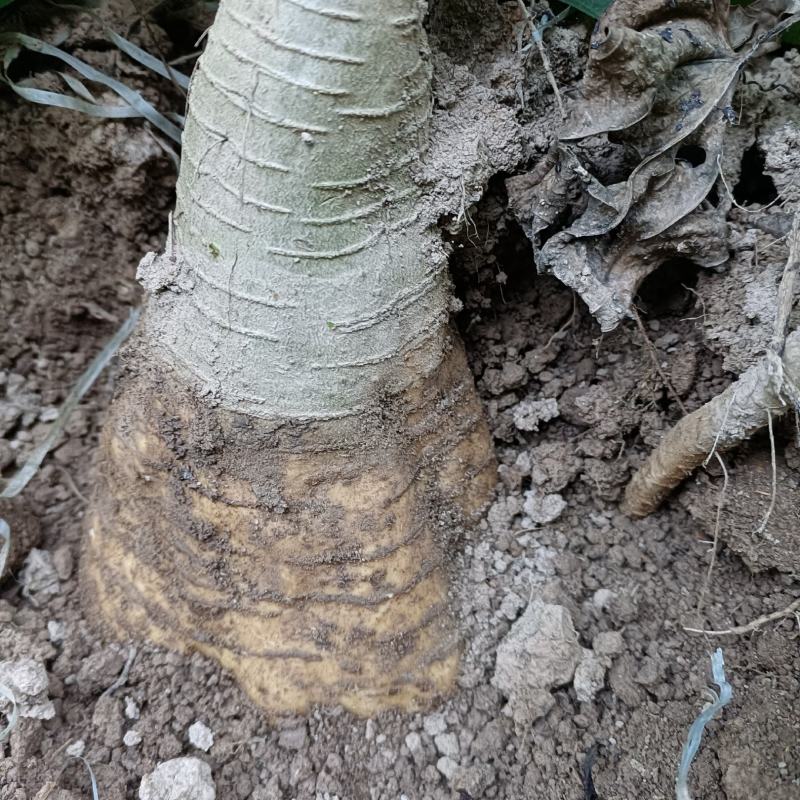 富硒无渣粉葛连州市农家有机肥种植葛根新鲜
