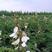 山毛豆种子山毛豆灌木种子绿化用植物厂家直销木豆种子