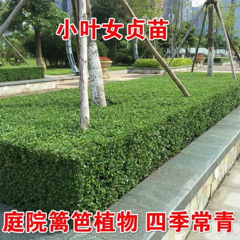 绿化女贞小叶女贞种子造型盆景树种风景女贞树种子
