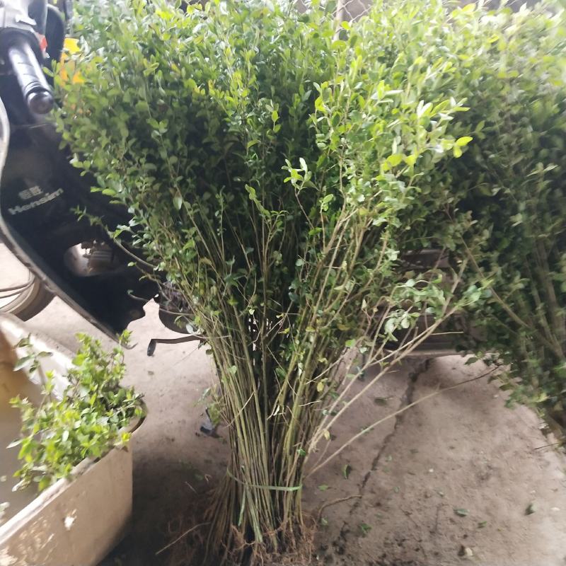 绿化女贞小叶女贞种子造型盆景树种风景女贞树种子