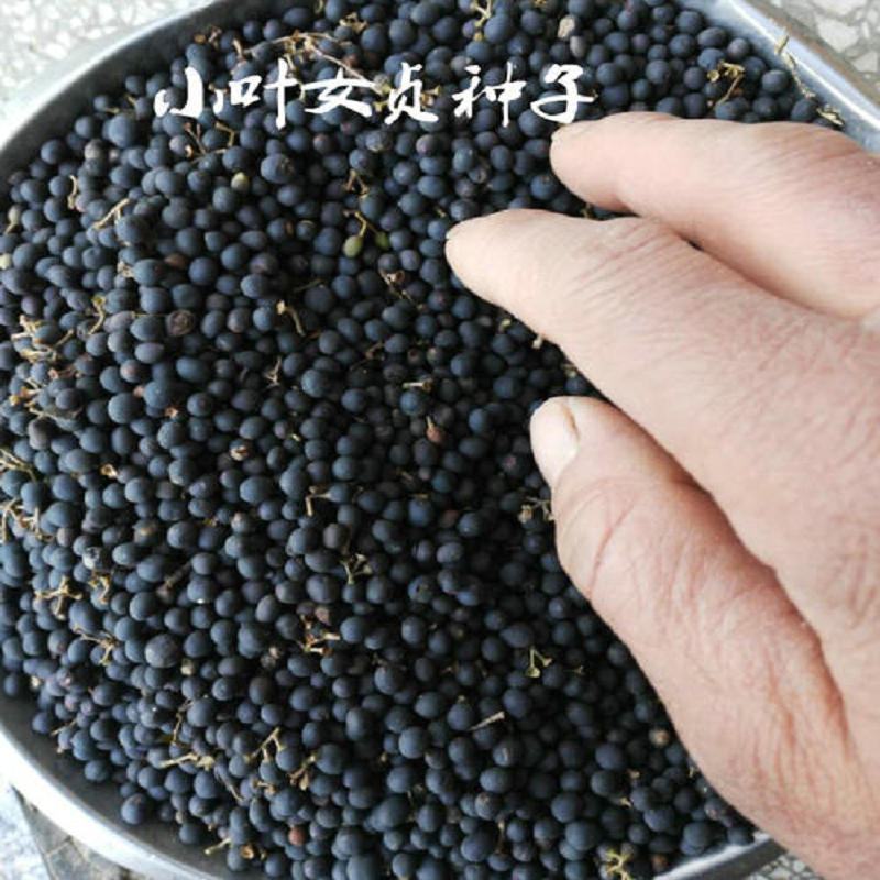 绿化女贞小叶女贞种子造型盆景树种风景女贞树种子