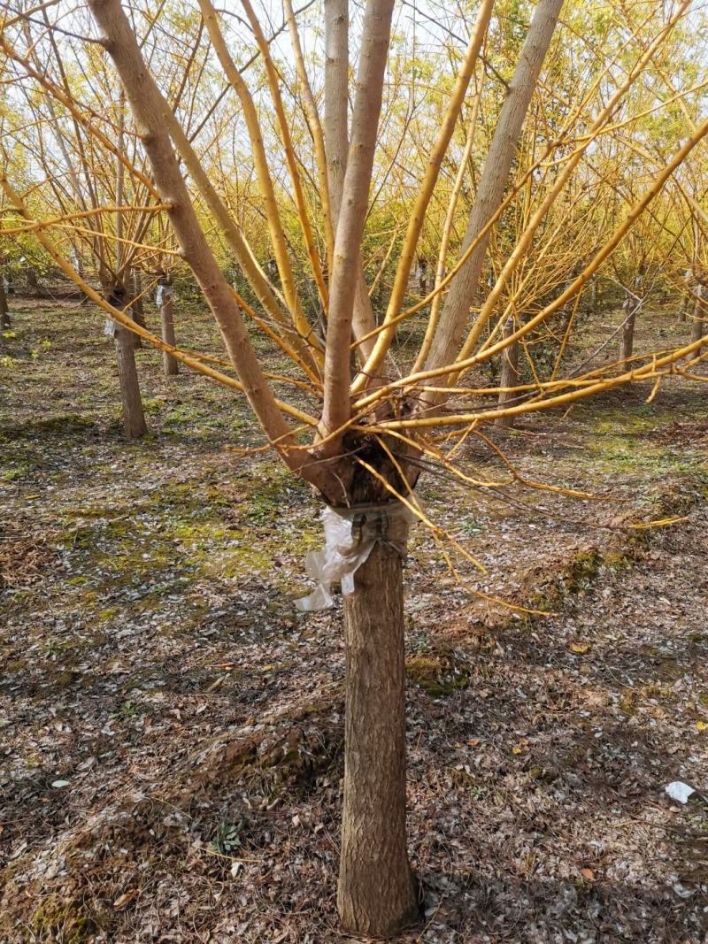 【金枝槐】高接矮接金枝槐树基地直供详情电询