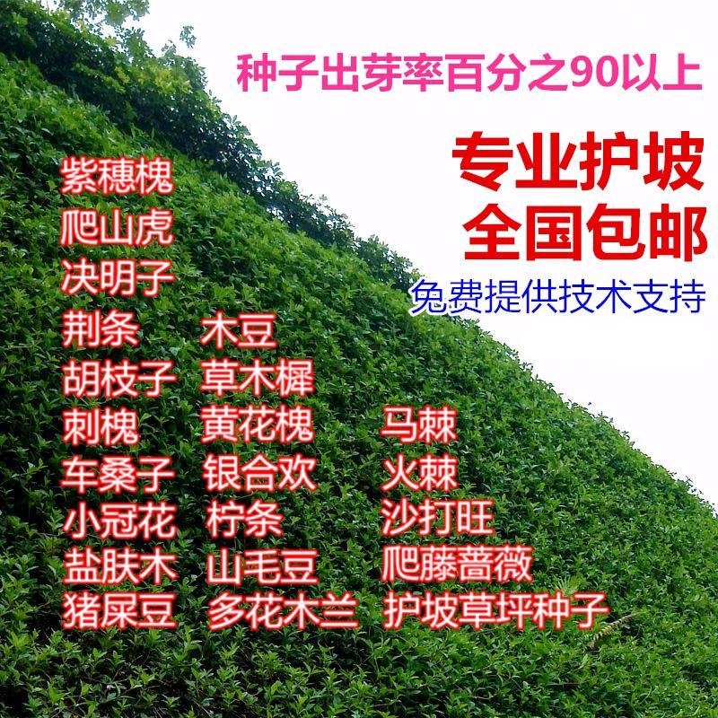 小冠花种子护坡固土花卉绿化工程地被植物庭院牧草种子