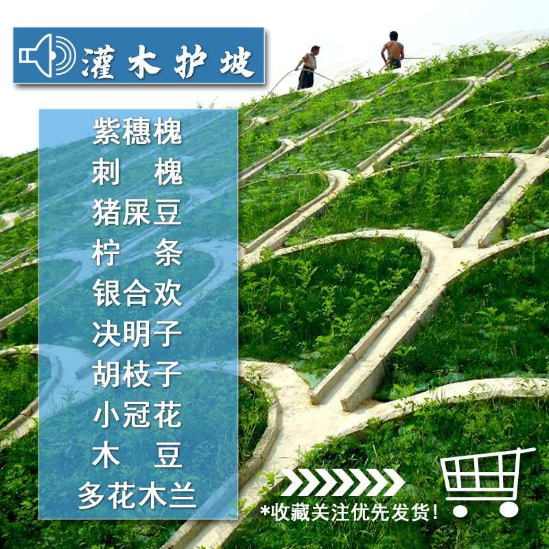 小冠花种子护坡固土花卉绿化工程地被植物庭院牧草种子