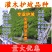 小冠花种子护坡固土花卉绿化工程地被植物庭院牧草种子