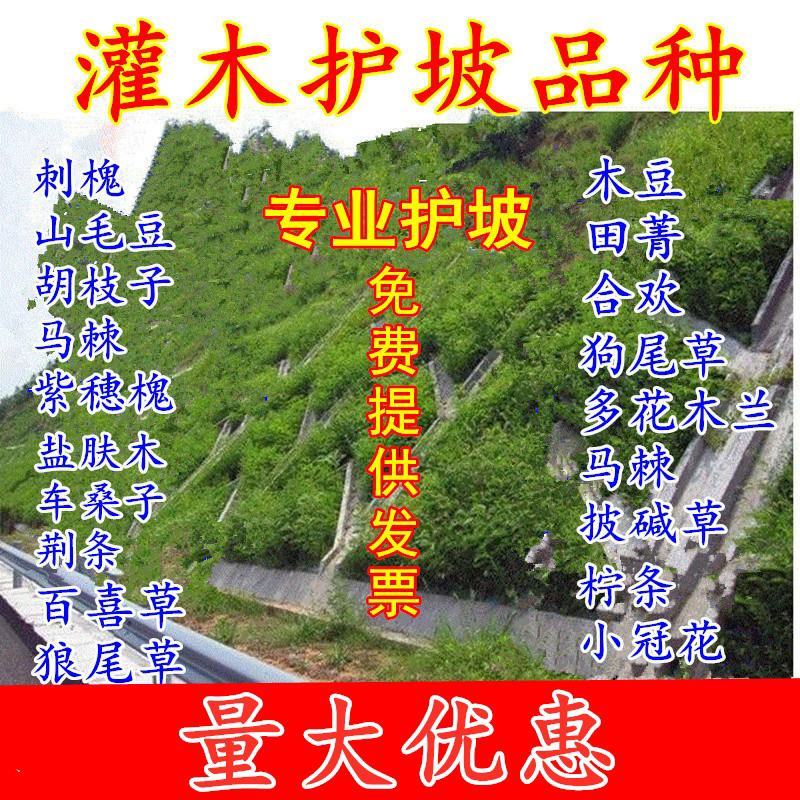 小冠花种子护坡固土花卉绿化工程地被植物庭院牧草种子