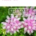 小冠花种子护坡固土花卉绿化工程地被植物庭院牧草种子