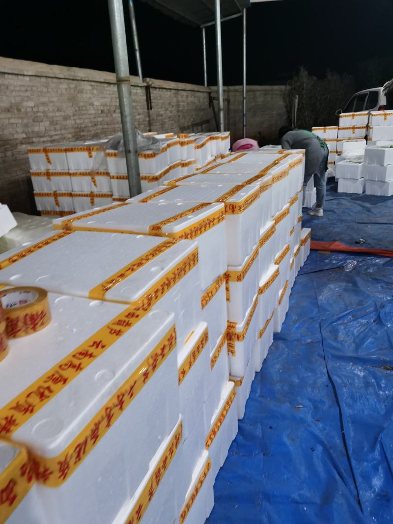 西葫芦产地一手货源价格实惠质量保证大量上市中