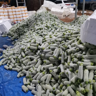 西葫芦产地一手货源价格实惠质量保证大量上市中