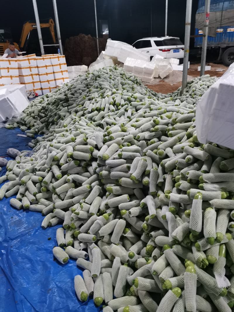 西葫芦产地一手货源价格实惠质量保证大量上市中