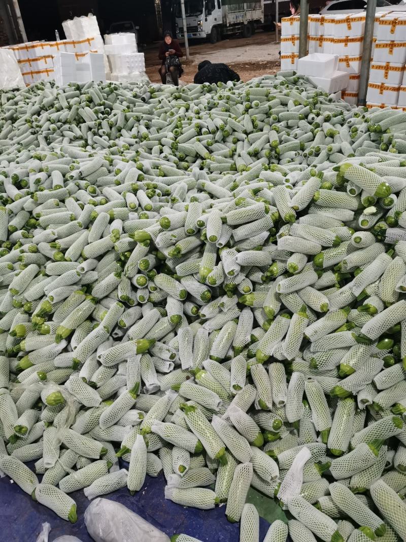 西葫芦产地一手货源价格实惠质量保证大量上市中
