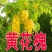 黄花槐种子金凤树黄槐豆槐黄槐种子双荚槐红槐种子