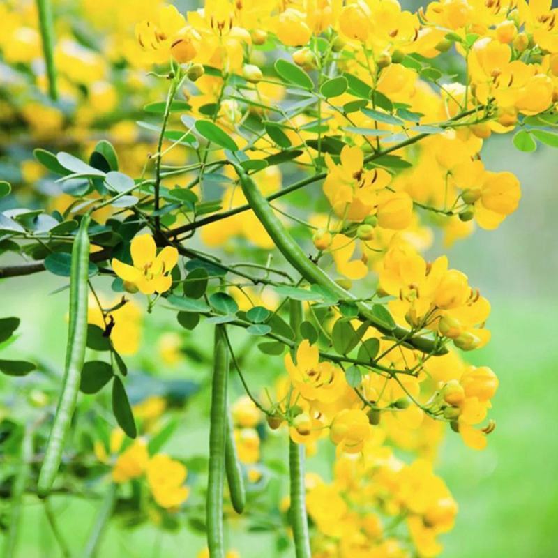 黄花槐种子金凤树黄槐豆槐黄槐种子双荚槐红槐种子
