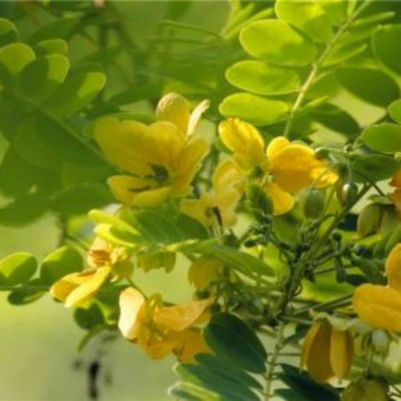 黄花槐种子金凤树黄槐豆槐黄槐种子双荚槐红槐种子