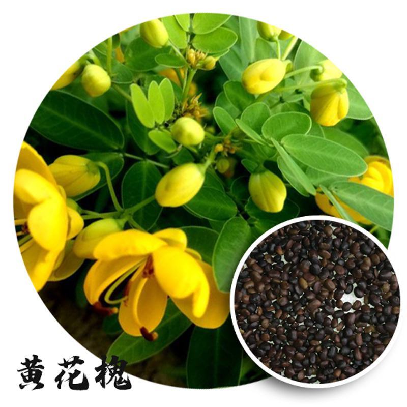 黄花槐种子金凤树黄槐豆槐黄槐种子双荚槐红槐种子