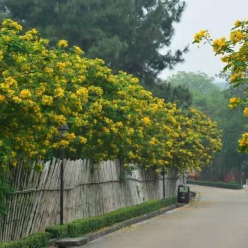 黄花槐种子金凤树黄槐豆槐黄槐种子双荚槐红槐种子