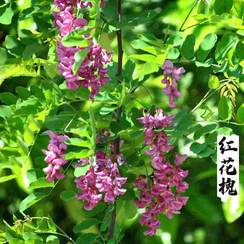 黄花槐种子金凤树黄槐豆槐黄槐种子双荚槐红槐种子