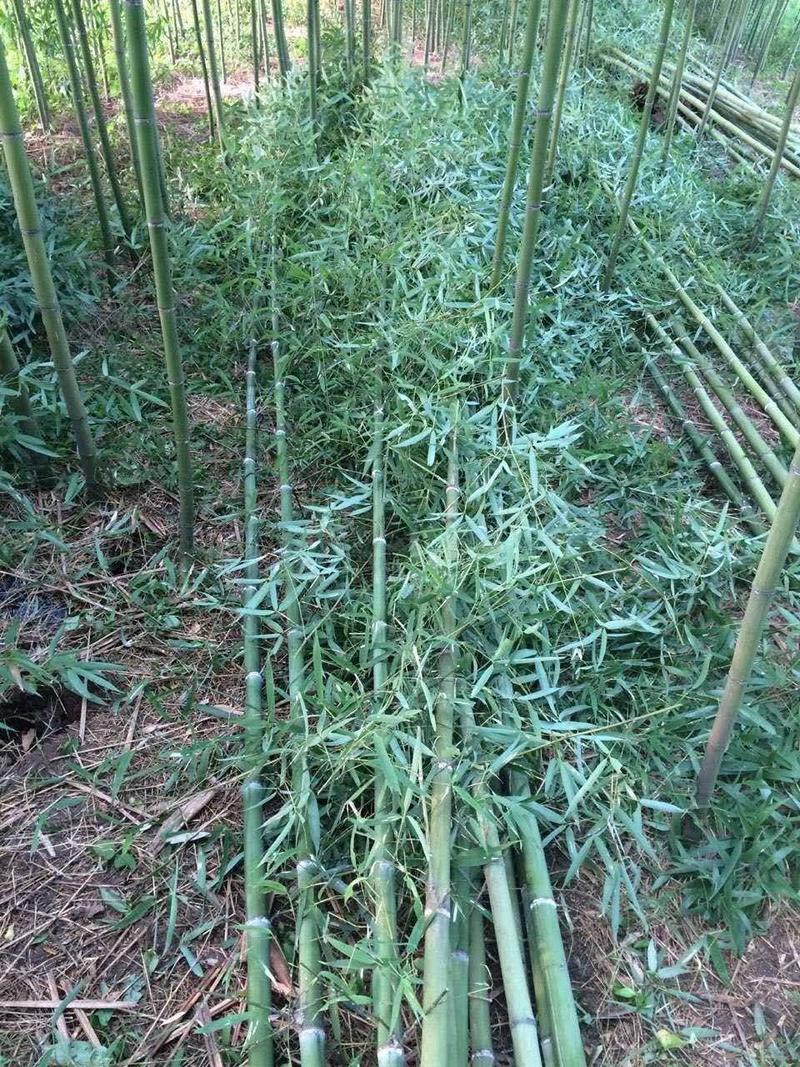 淡竹基地批发2公分3公分4公分淡竹价格，量大优惠